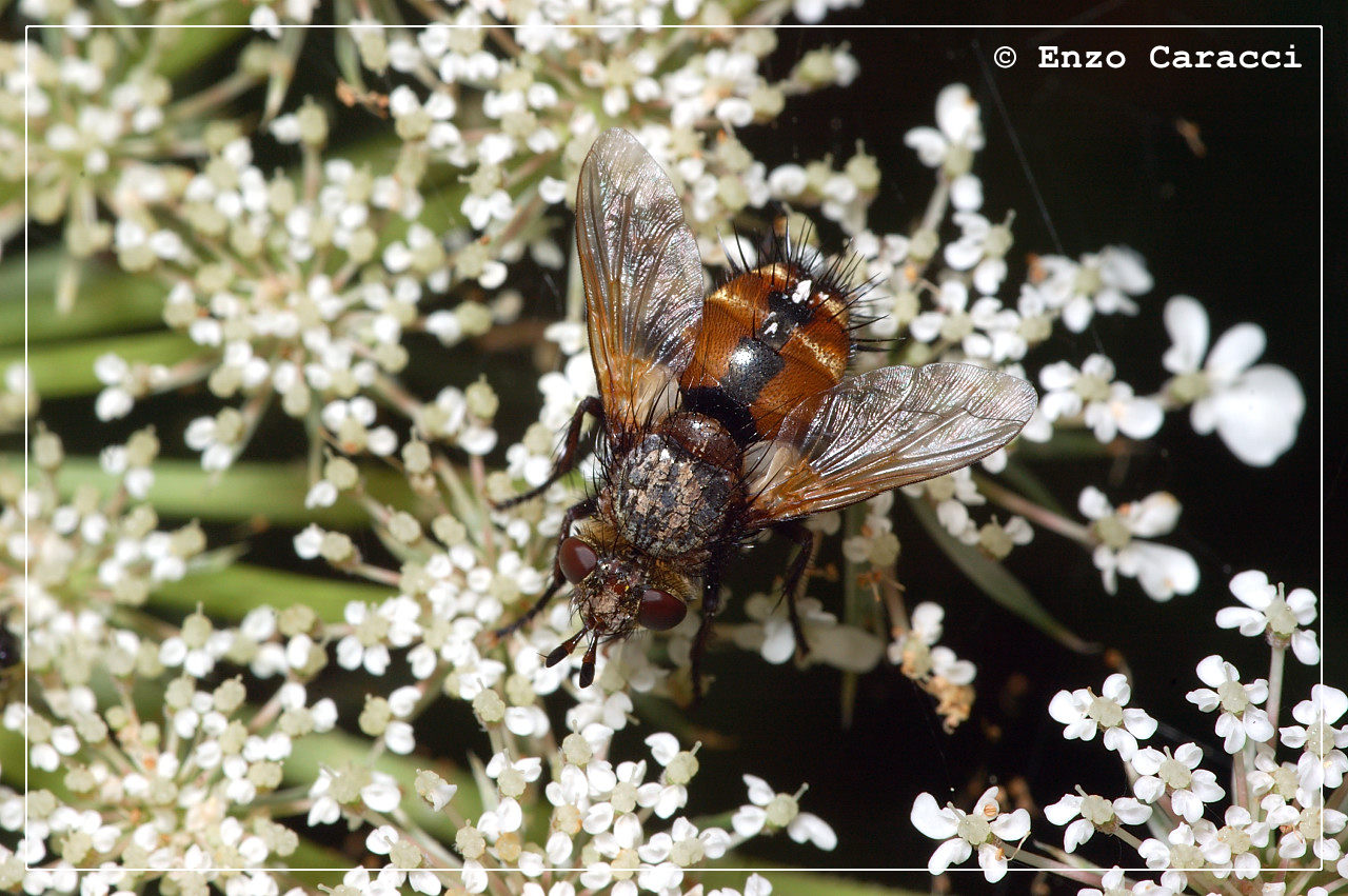 Tachina cf. fera (Tachinidae)